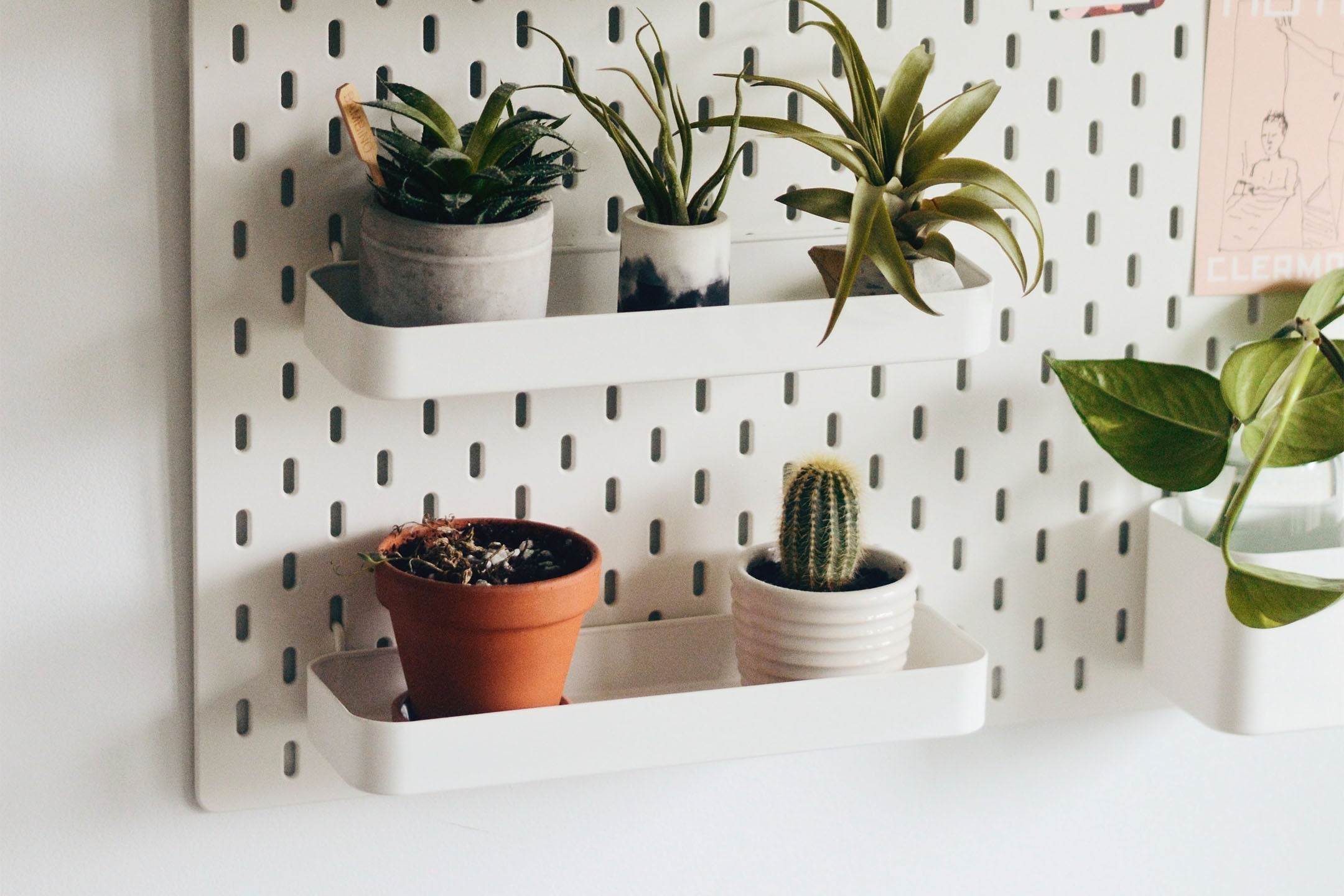 Air Plant Care: Keep Your Air Plants Alive + Beautiful  Braid & Wood