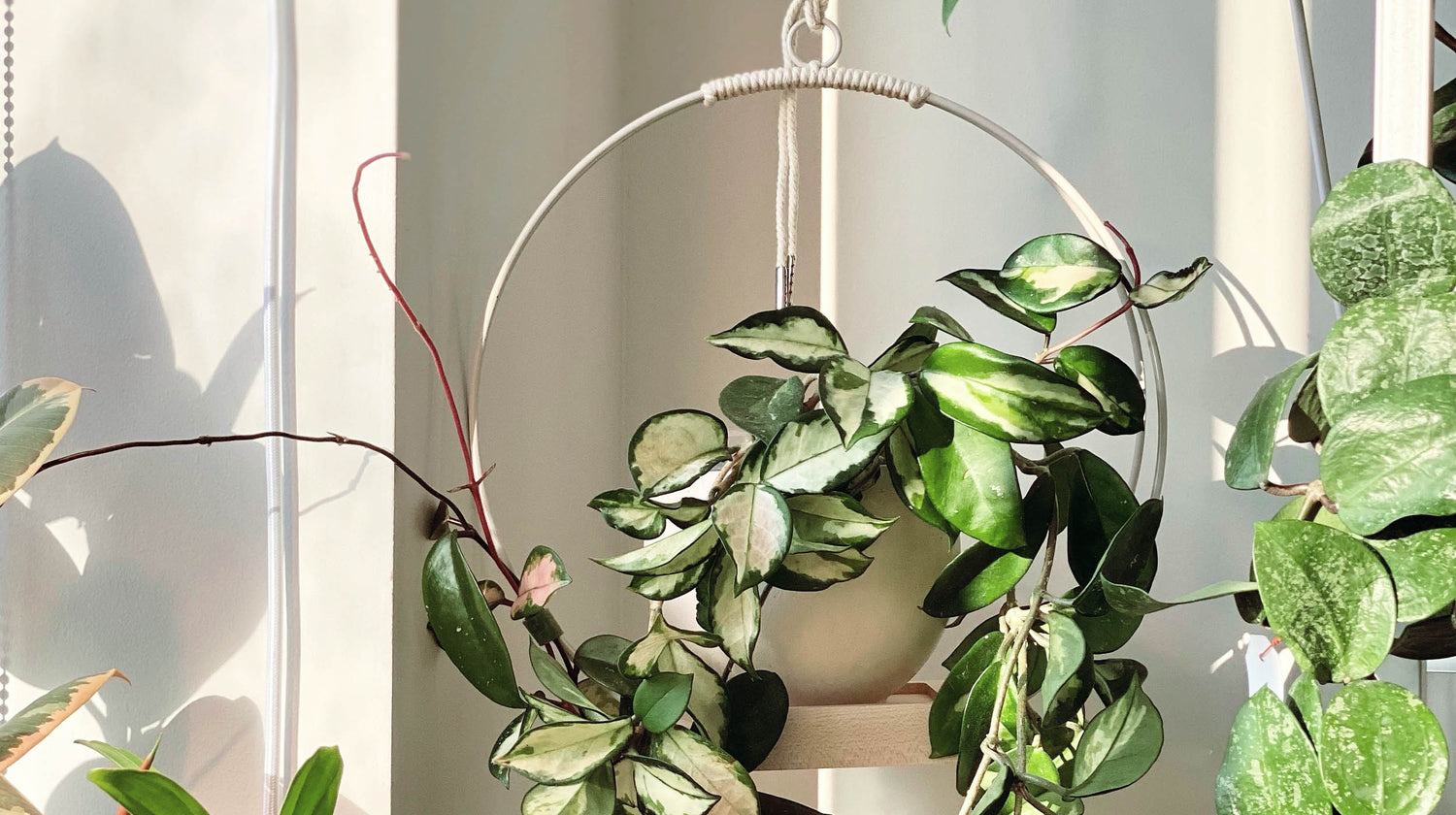 Here's The Easiest Way To Style a Plant Hanger In Your Home