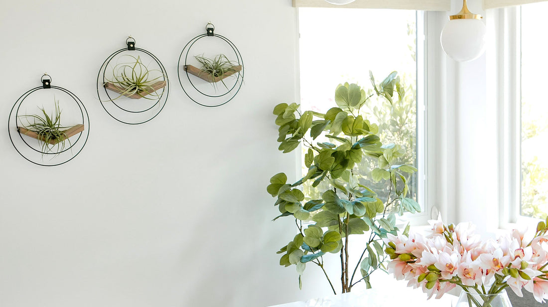 three wall mounted air plant hangers by braid & wood styled against white wall