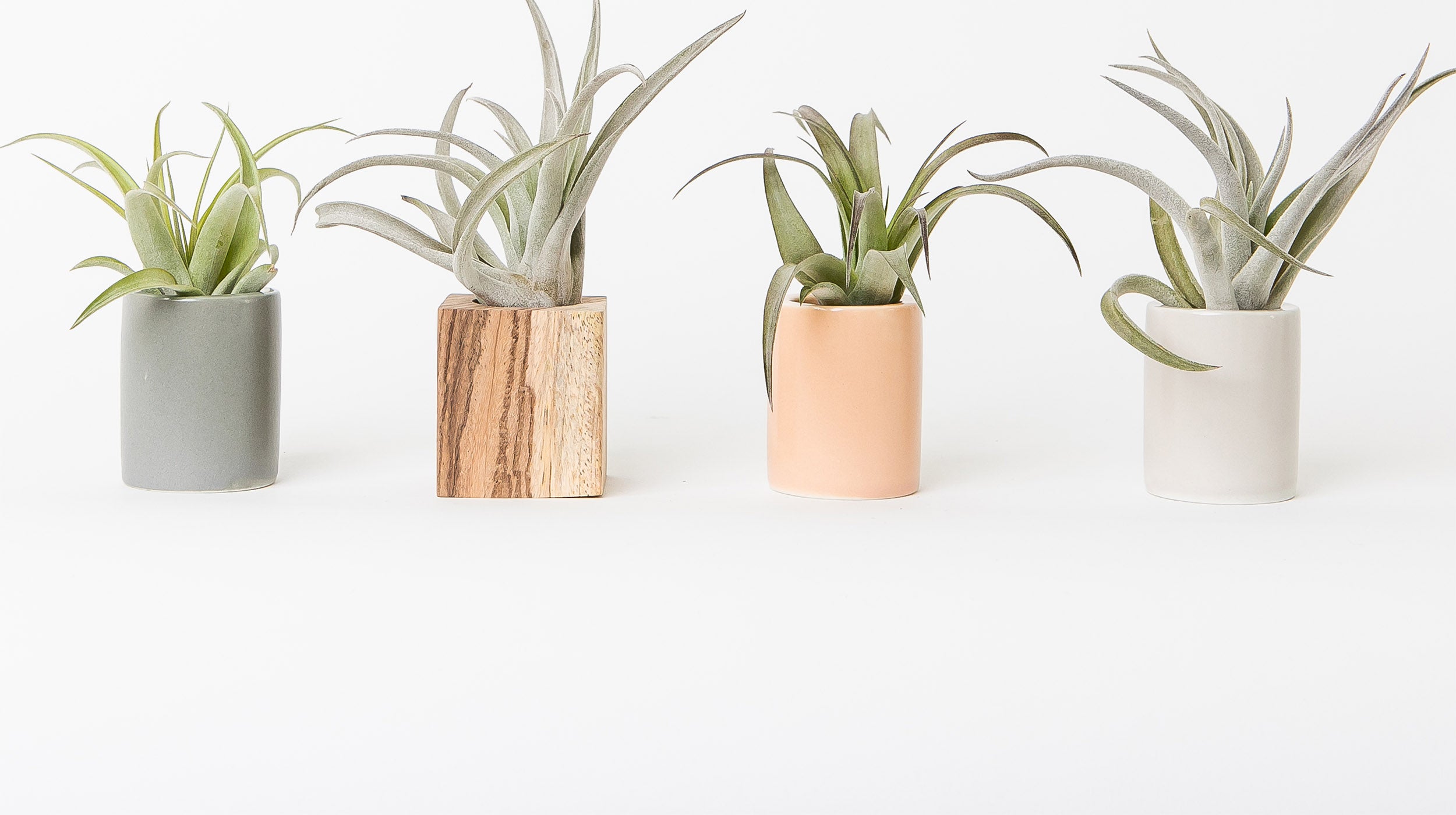 mini air plant cylinders by braid & wood styled with air plants on white background