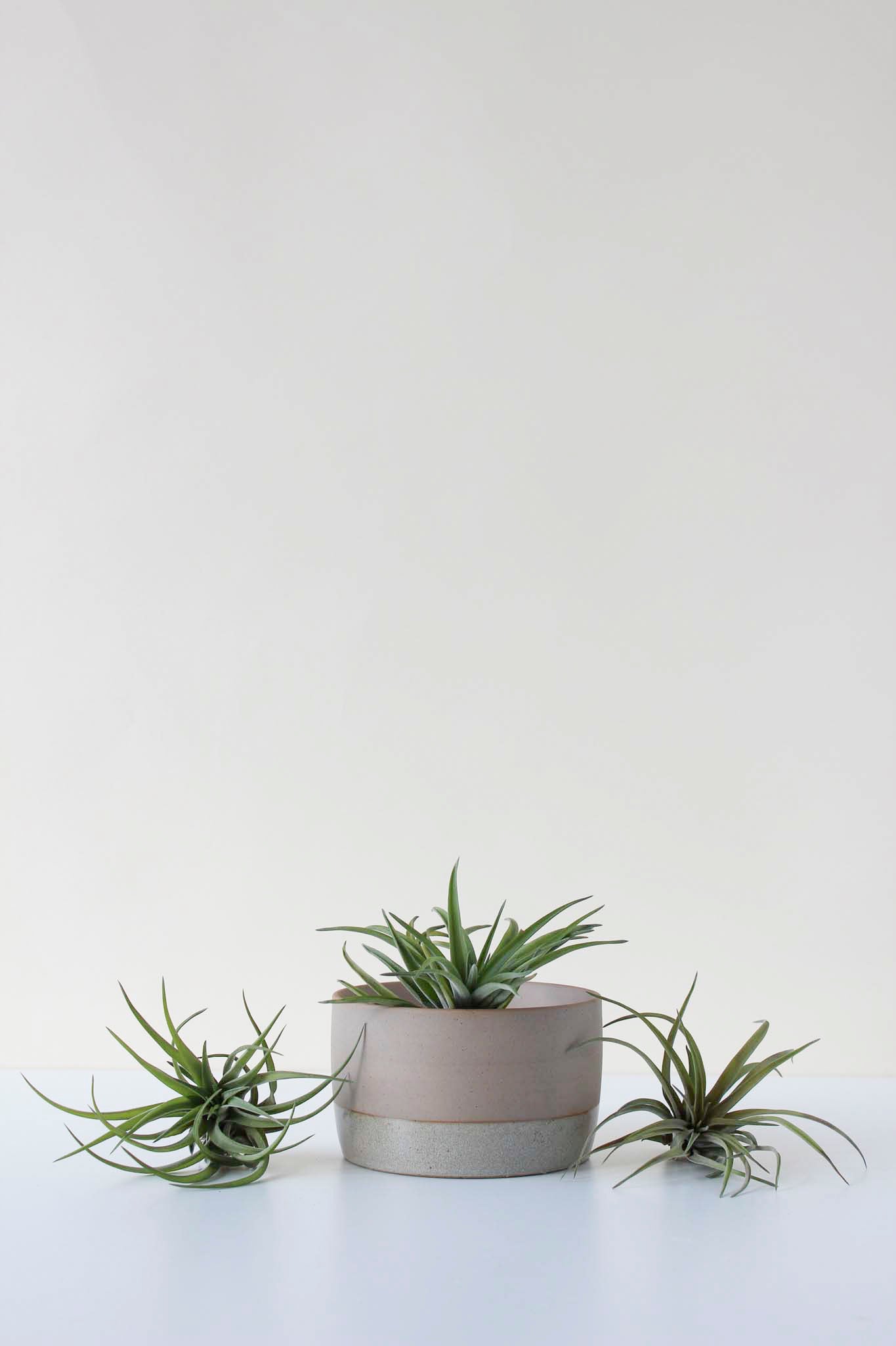 Three air plants with a ceramic air plant soaking dish on a white surface with a plain background
