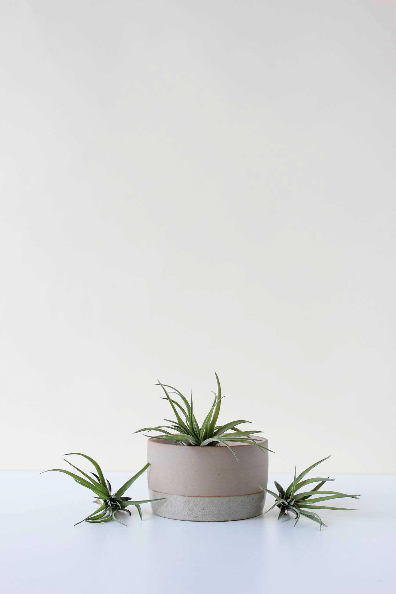 Three air plants with a ceramic air plant soaking dish on a white surface with a plain background