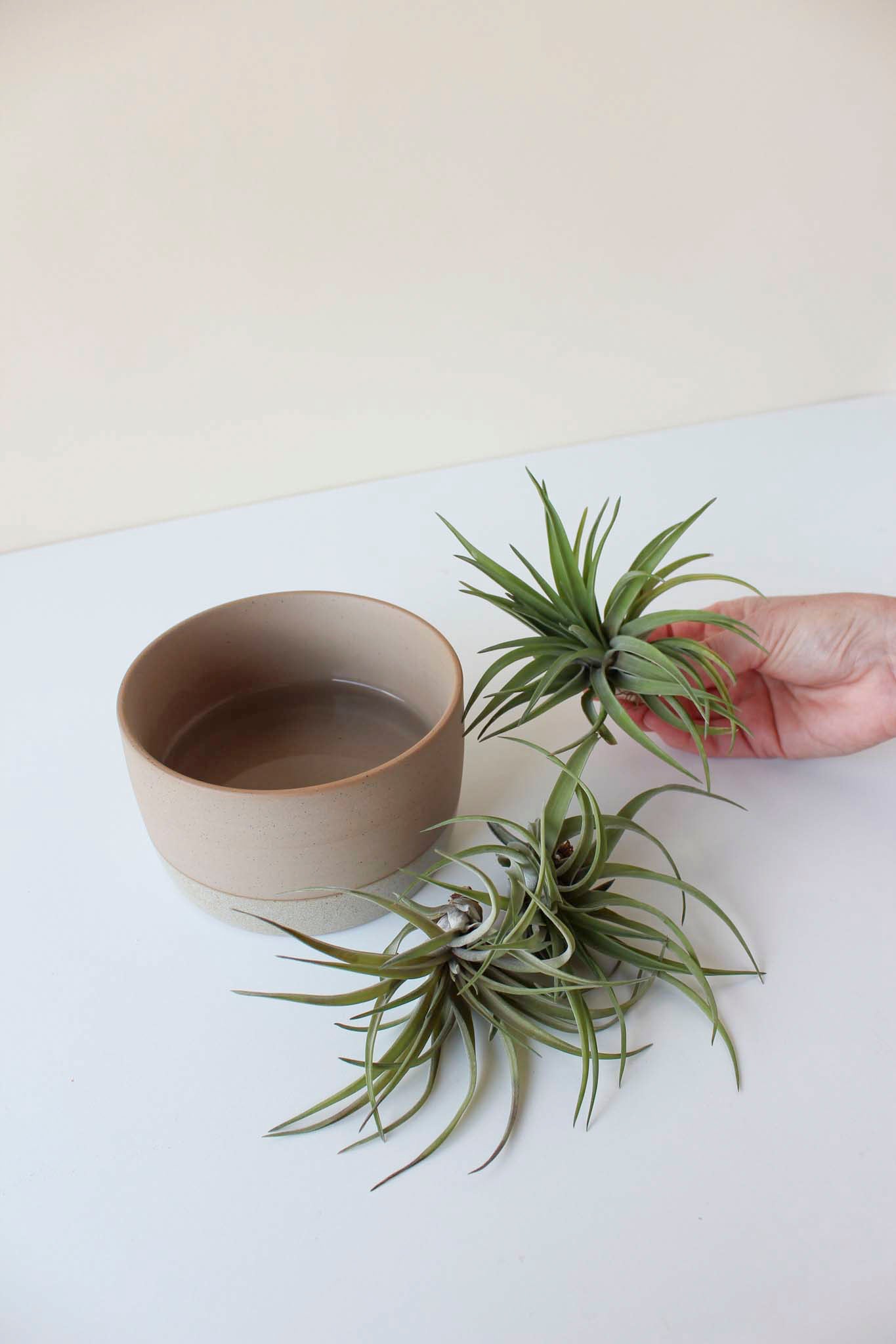 A person holding an air plant next to a ceramic soaking dish