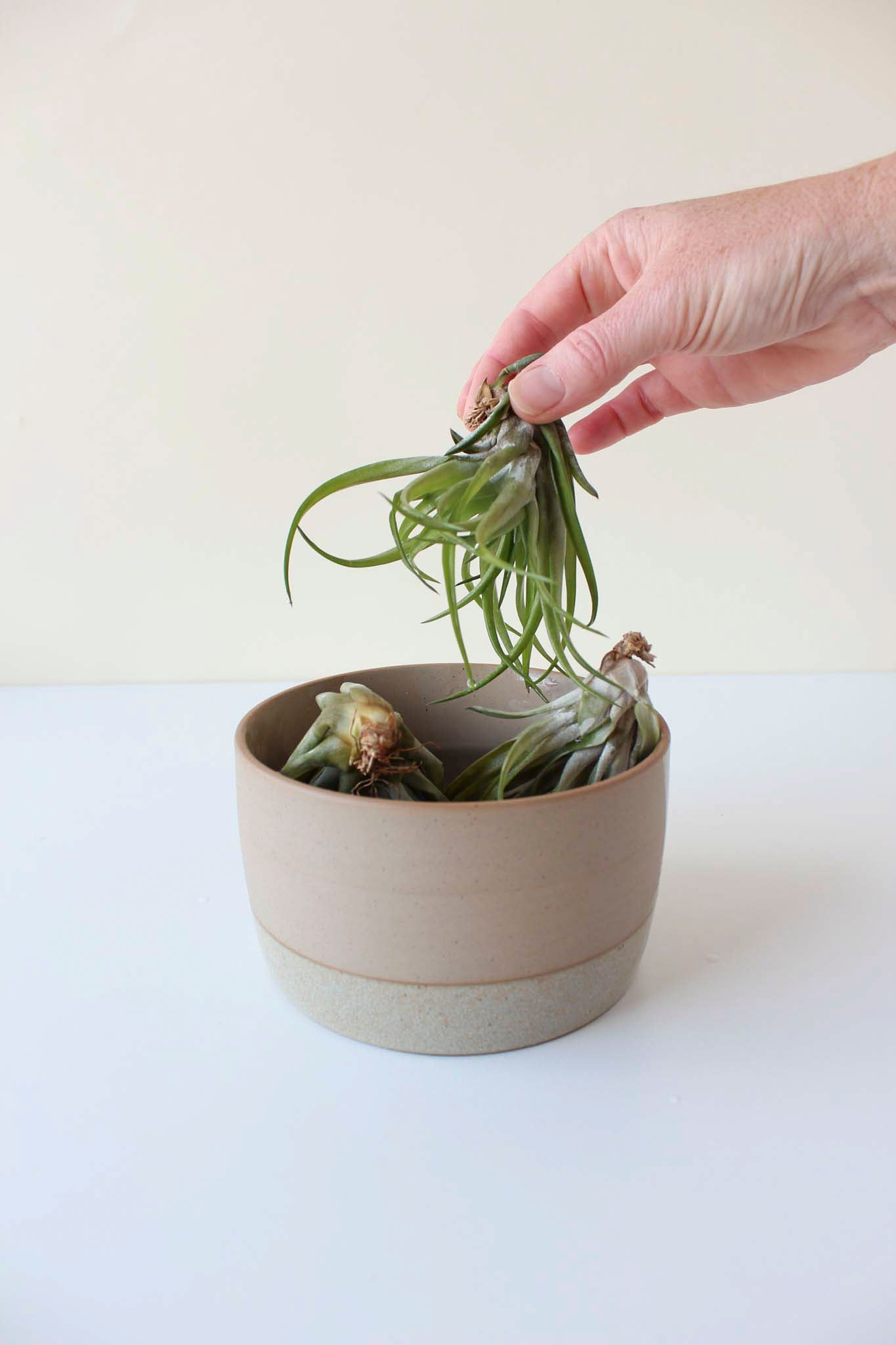 Person holding an air plant over a ceramic soaking dish on a white surface with a light background