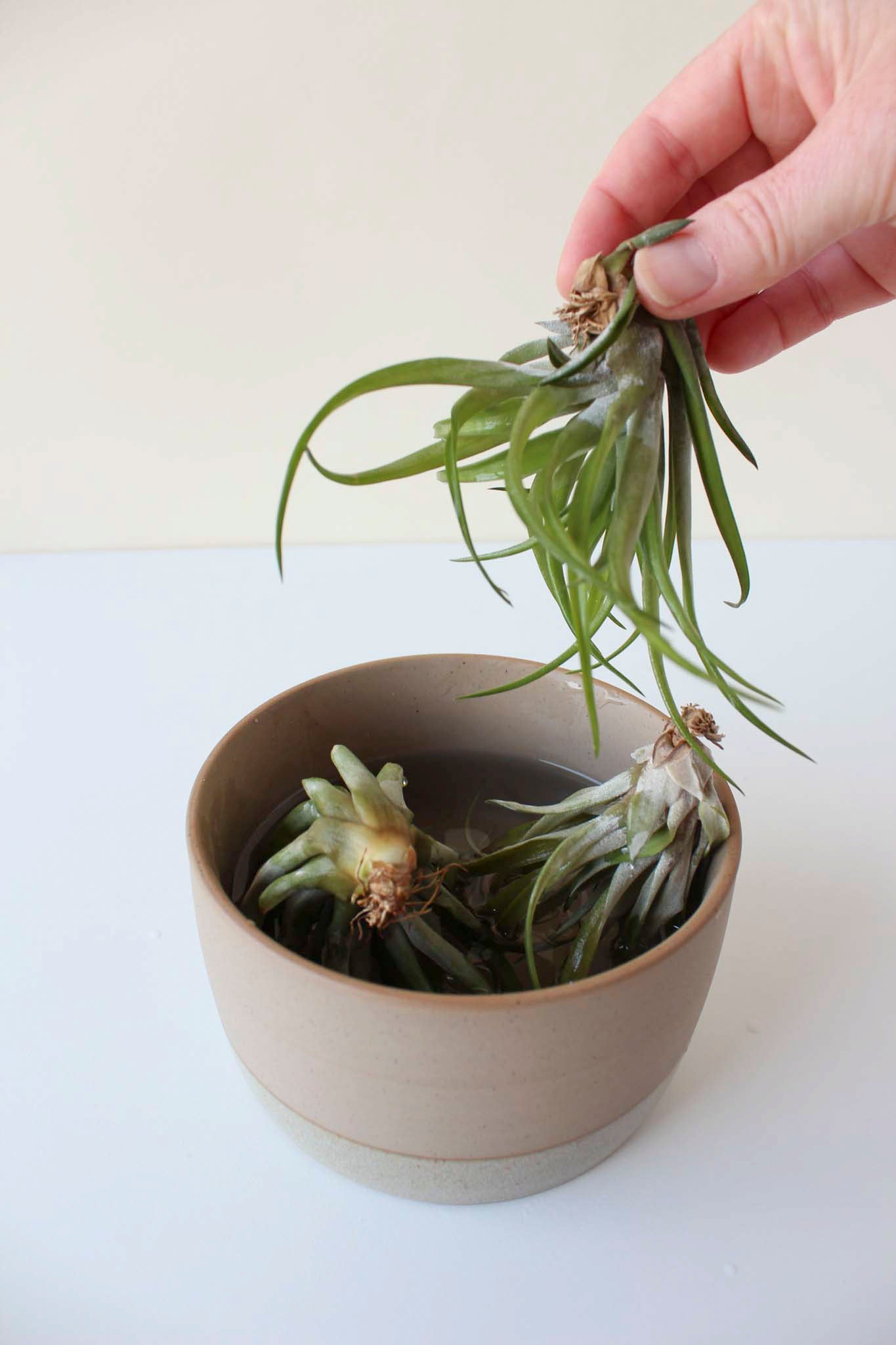 A person holding an air plant over a ceramic bowl of water on a white surface