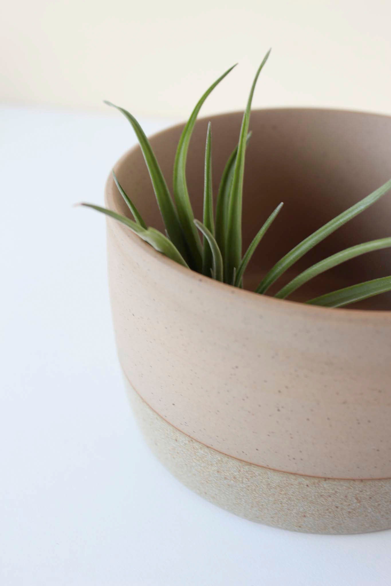 A ceramic soaking dish with an ar plant inside