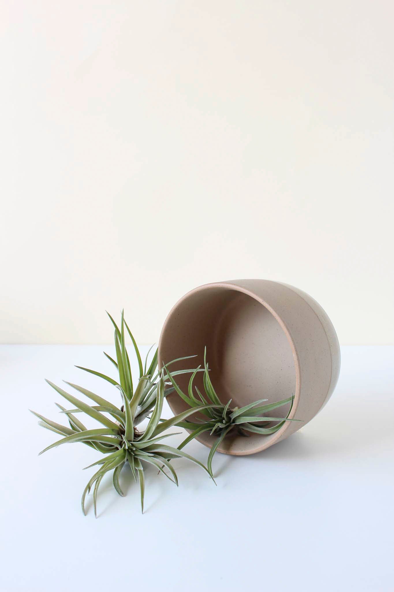 Ceramic soaking dish on its side with air plants on a white background