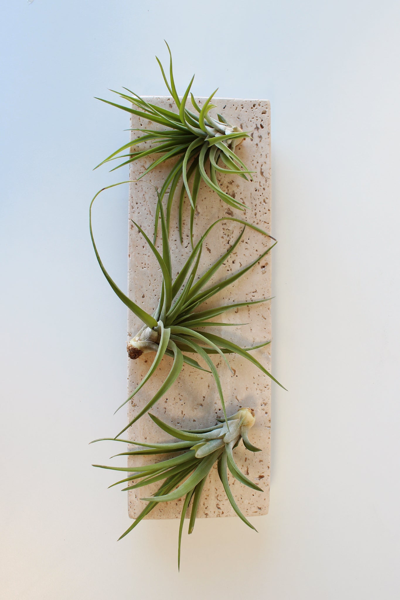 Three air plants on a rectangular stone board against a light background