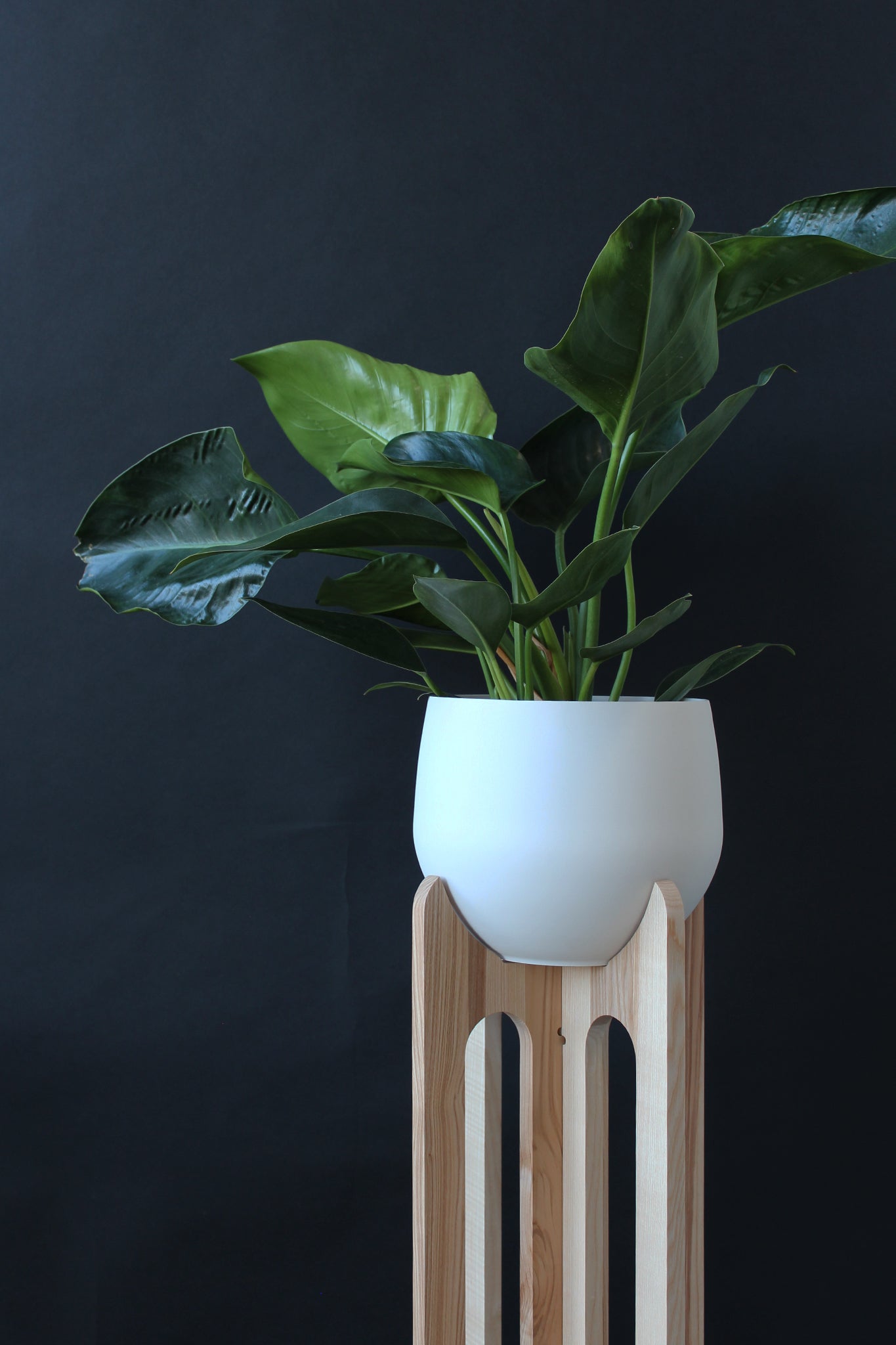 modern wood plant stand against black accent wall