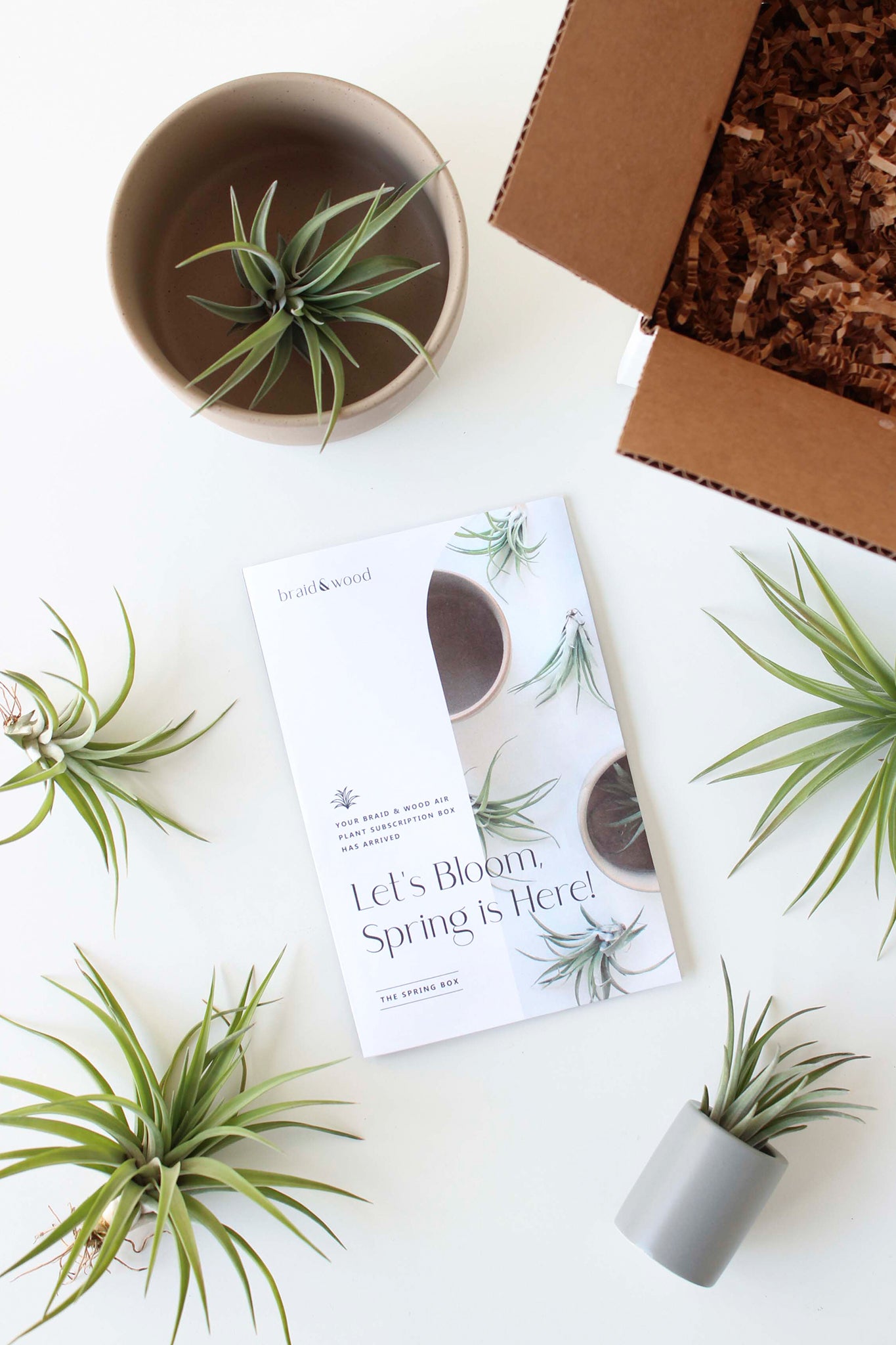 Air Plant Subscription Box