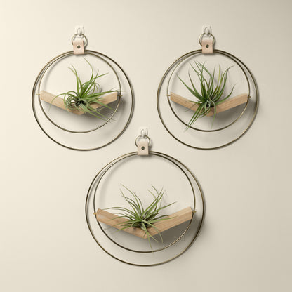 three gold metal v shaped white oak air plant hangers with air plants