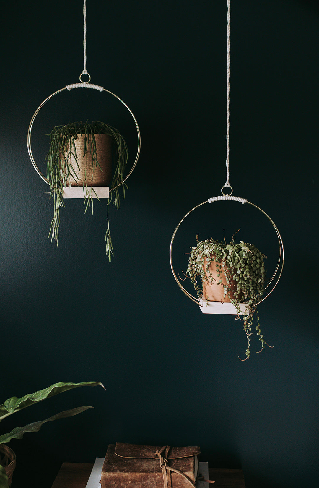 Two plant hangers against a black wall