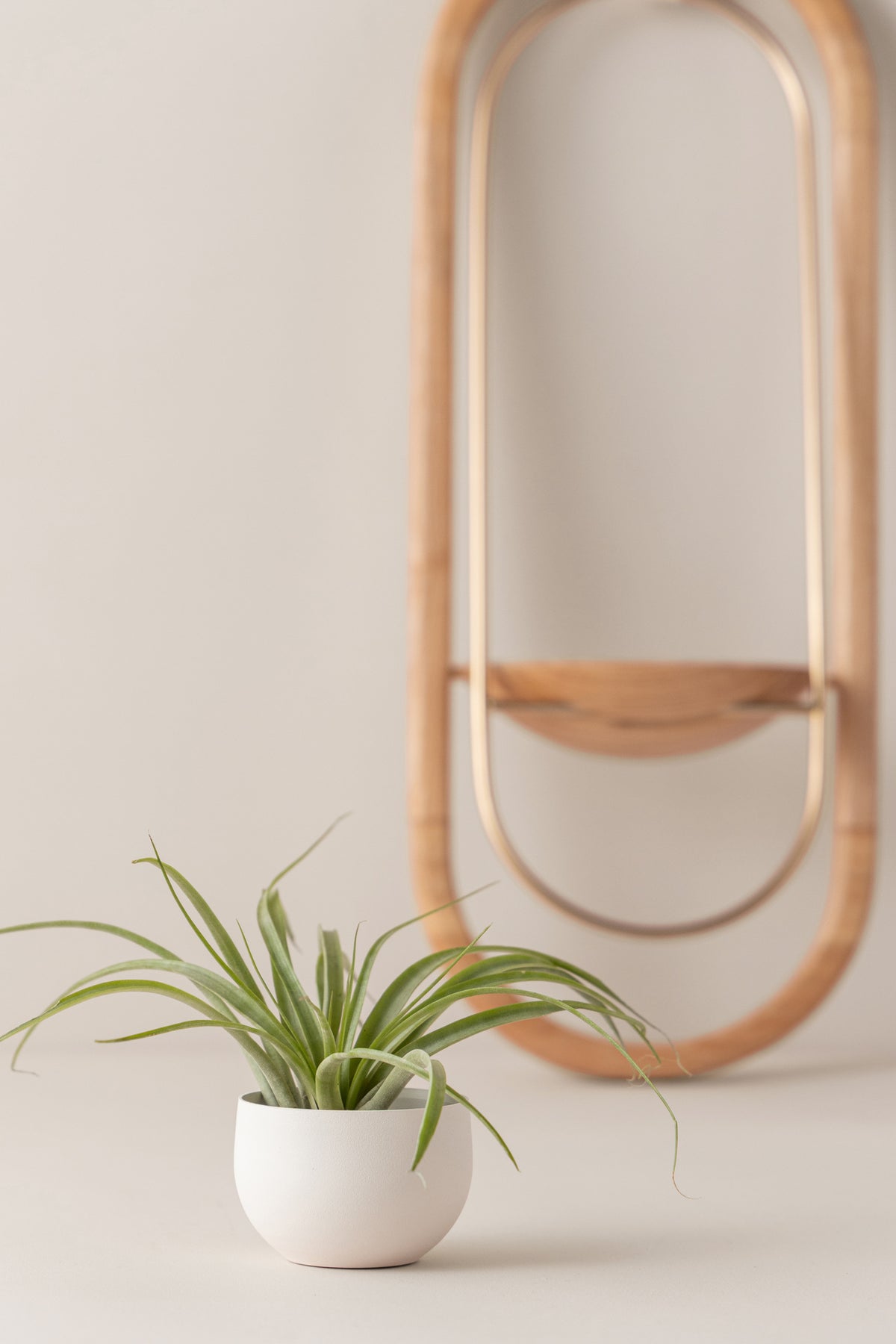 Crescent Air Plant Shelf + Pot