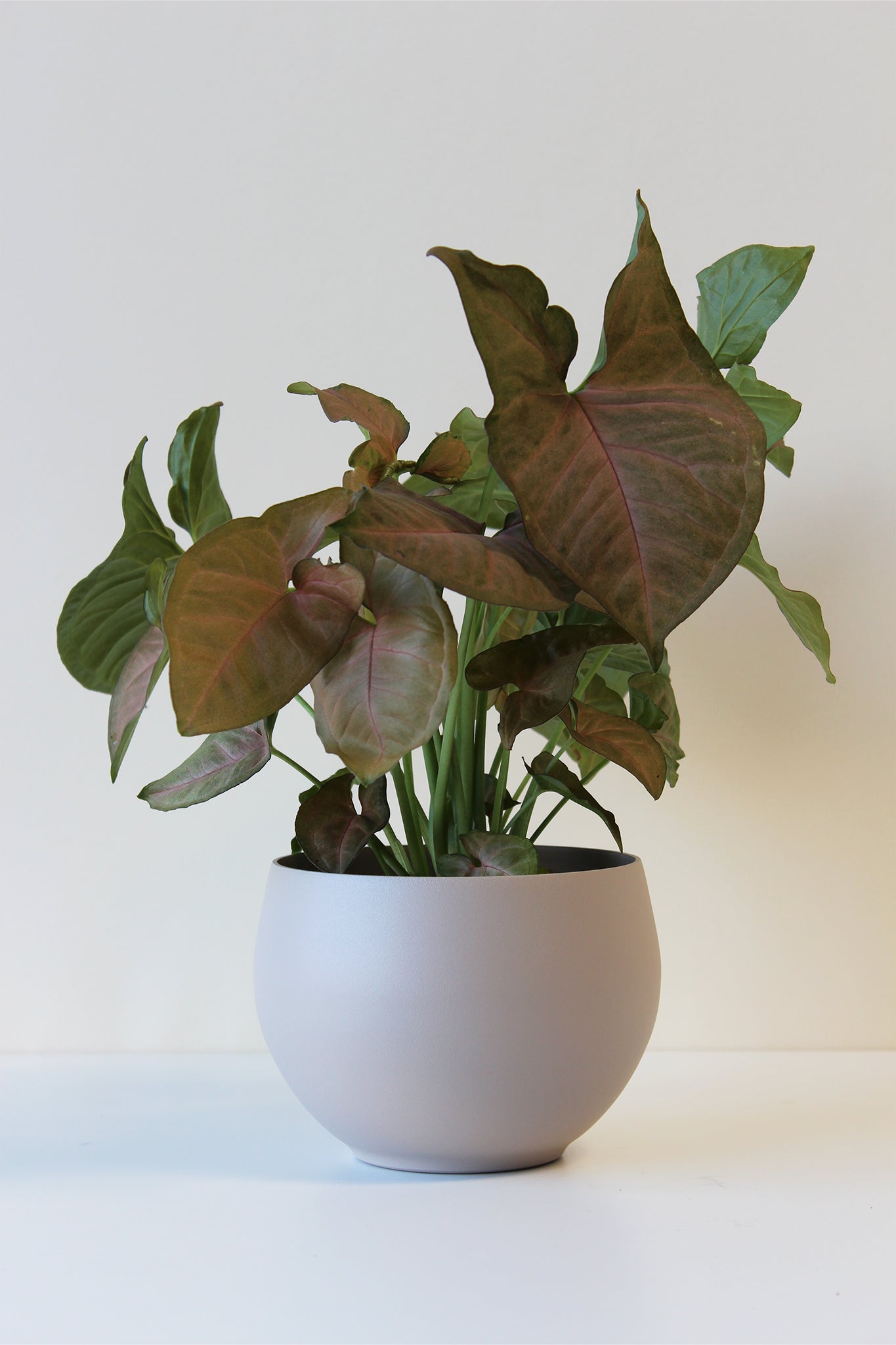 modern tan houseplant pot