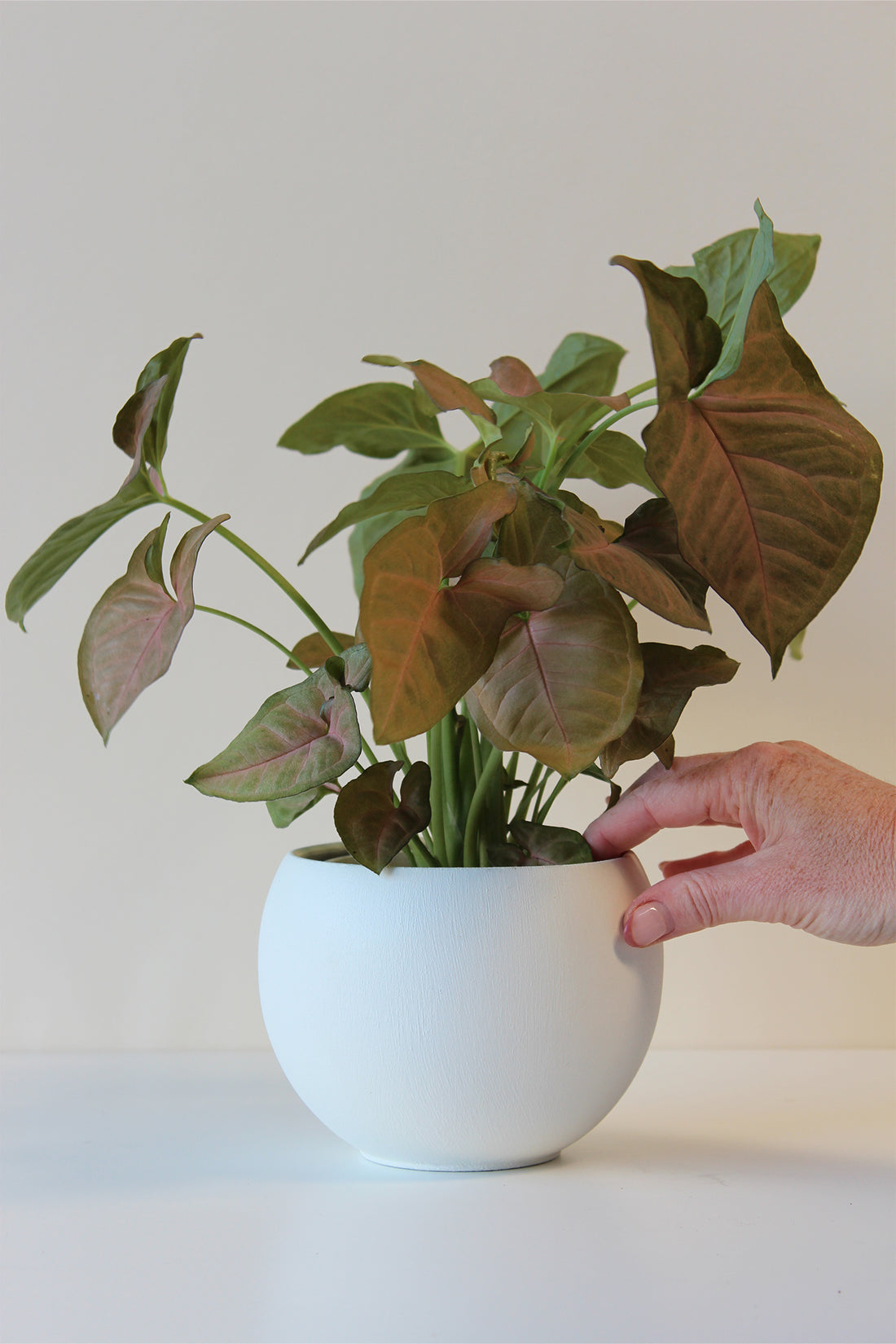 modern white houseplant pot with houseplant