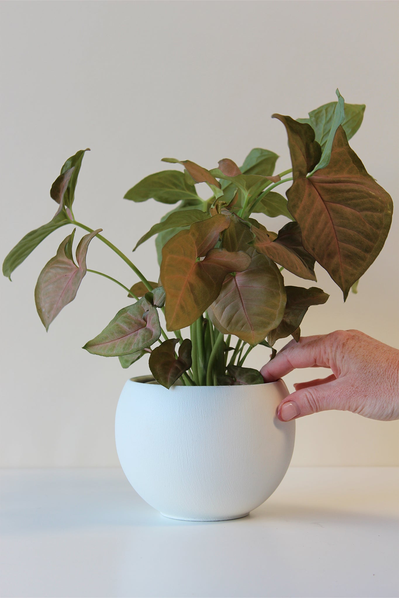 modern white houseplant pot with houseplant
