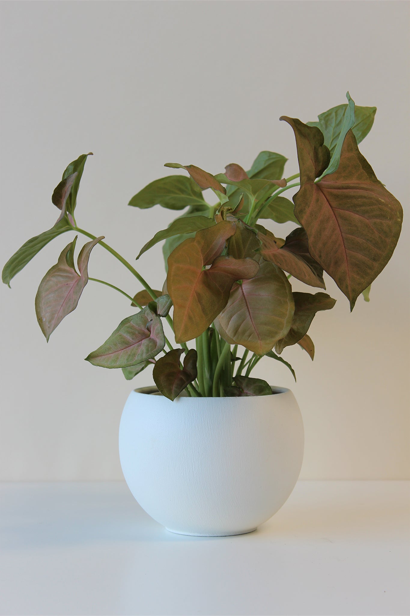 modern white houseplant pot with drainage hole and plug