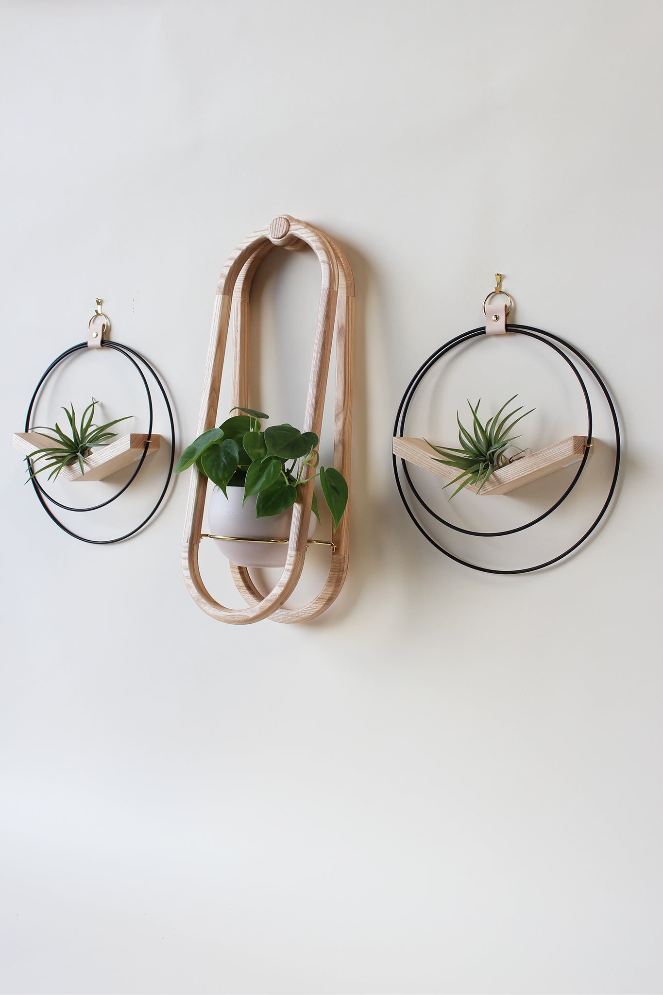 modern wall mounted obround hanging wood planter and matte black circular air plant hanger with houseplants and air plants