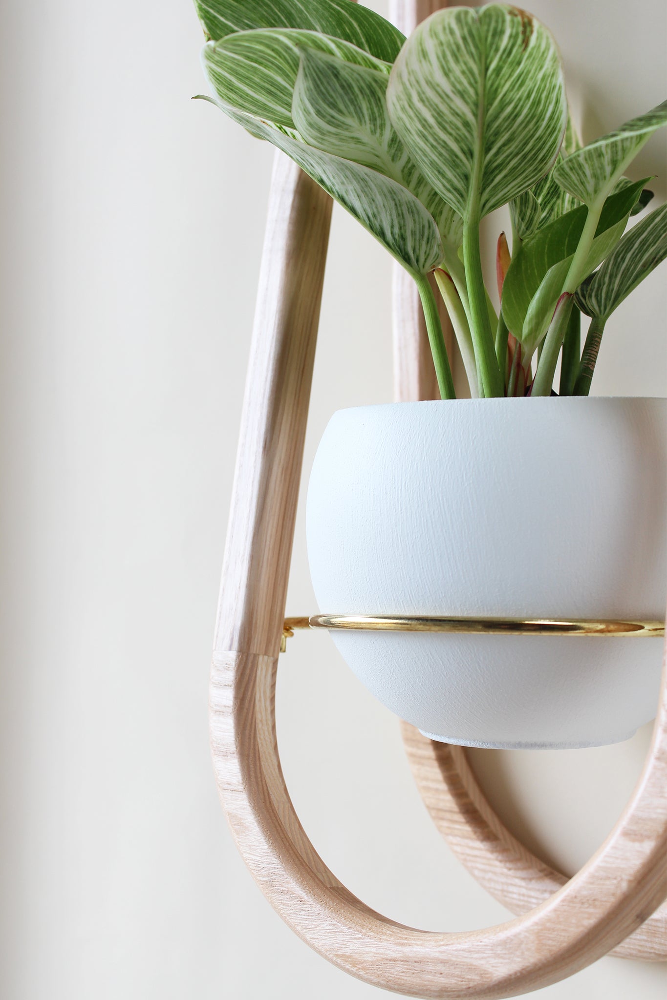 frame wall planter close up showing white pot and houseplant