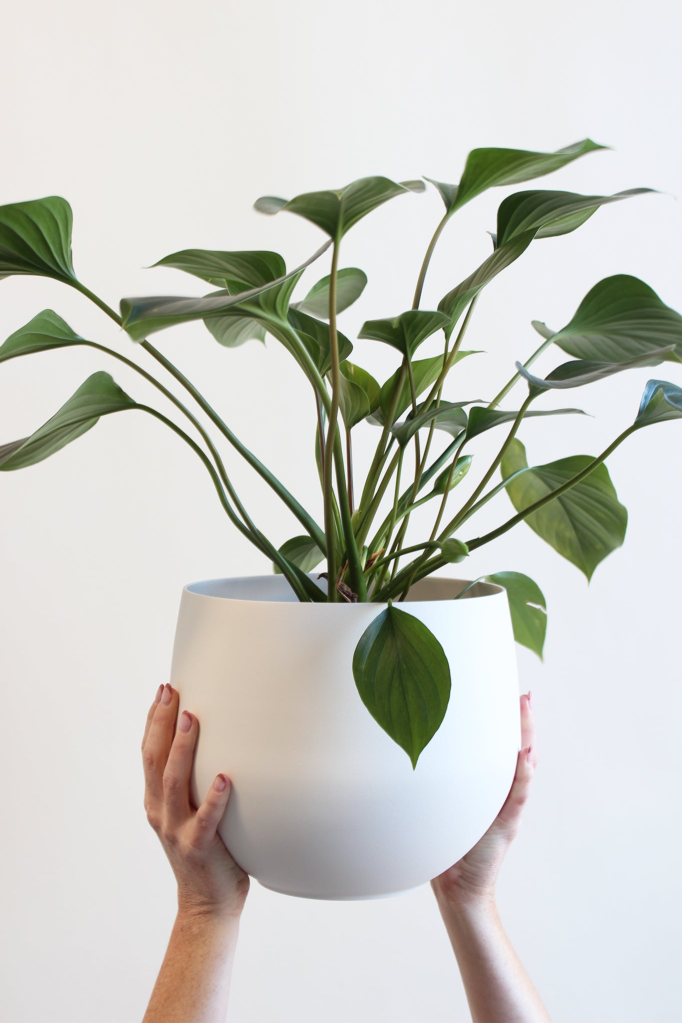 person holding large white spun aluminum pot for plant stand, styled with houseplant