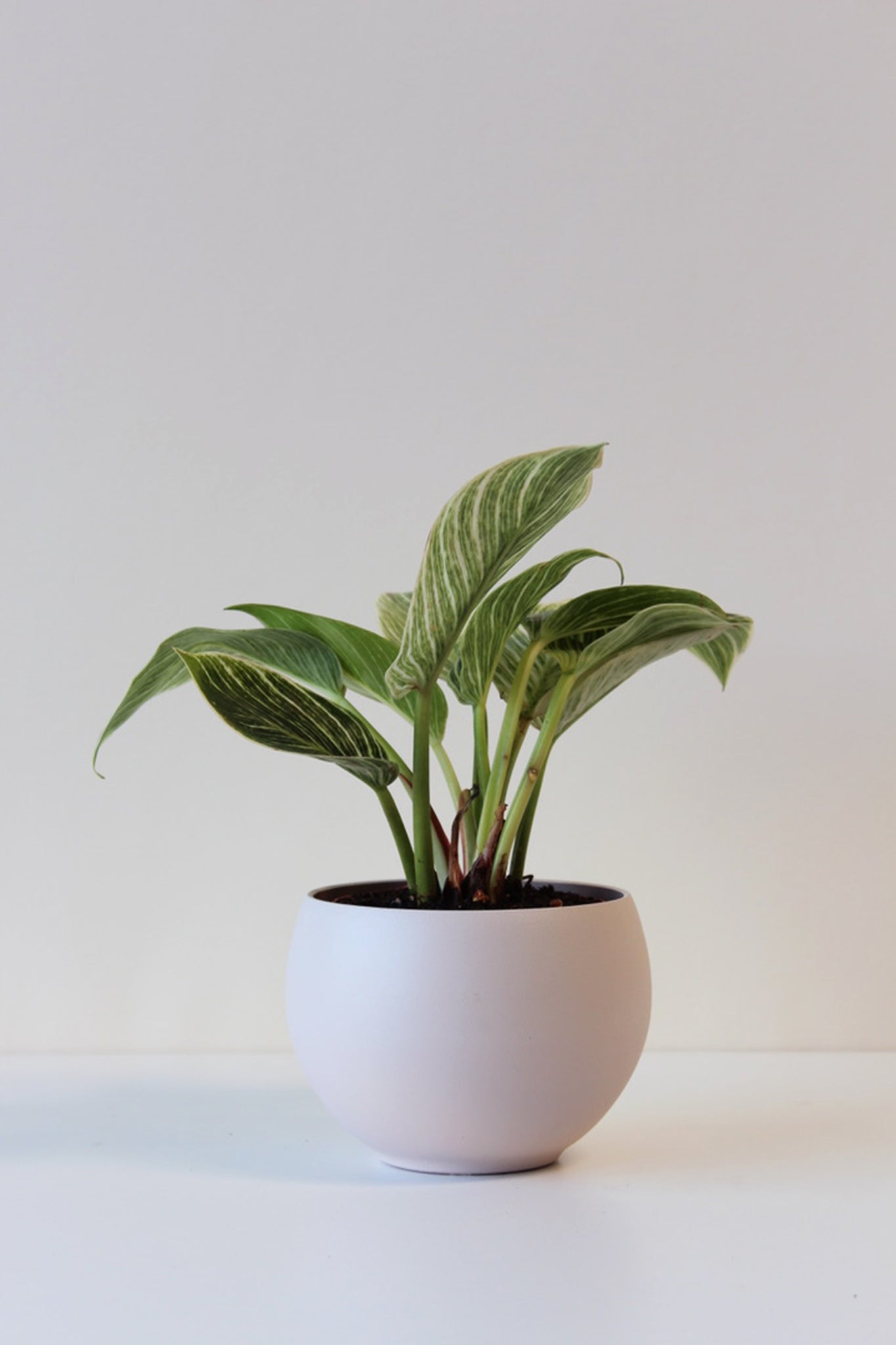 4" lightweight blush houseplant pot with drainage hole