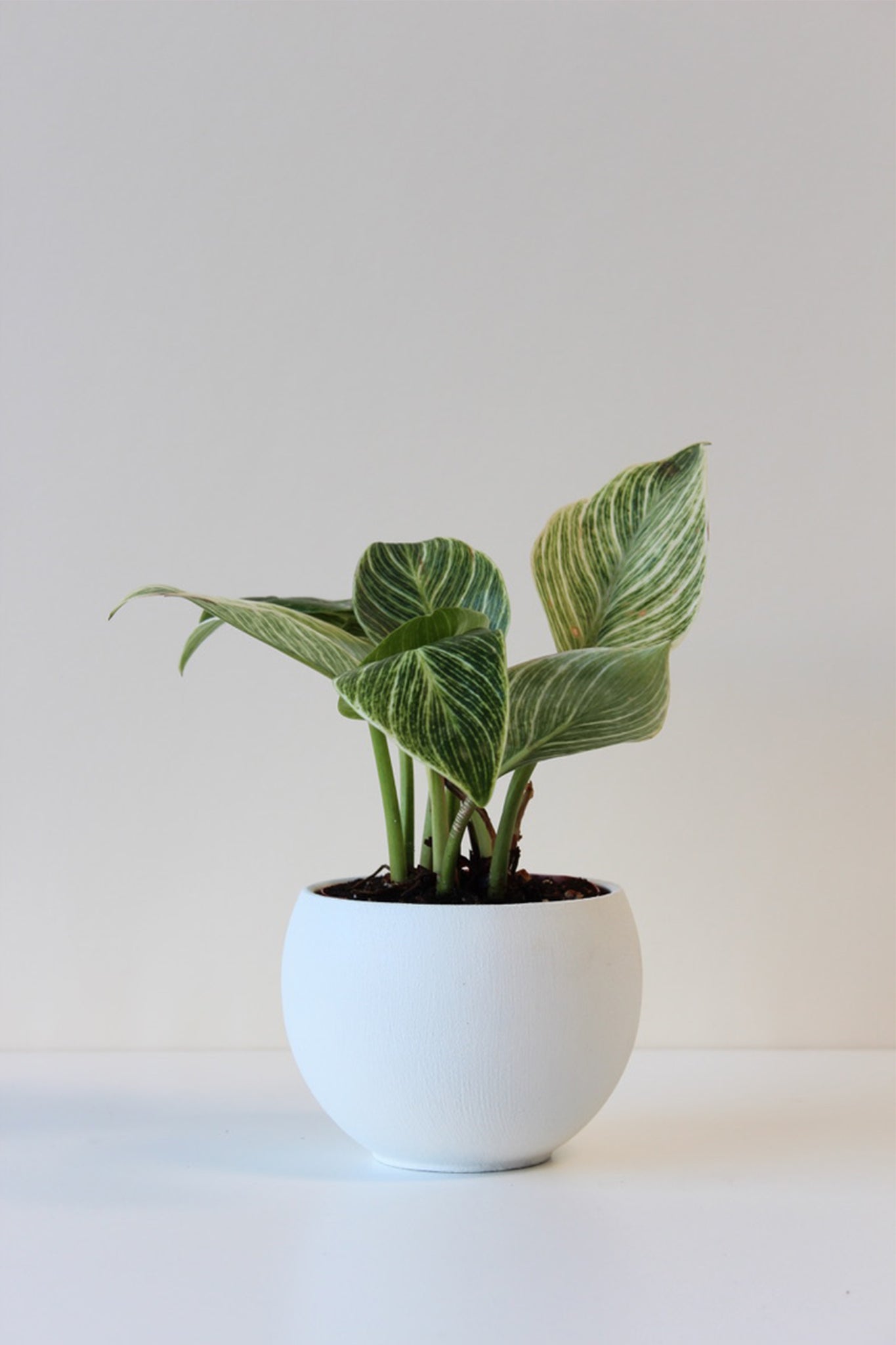 4" lightweight houseplant pot white with houseplant and drainage hole