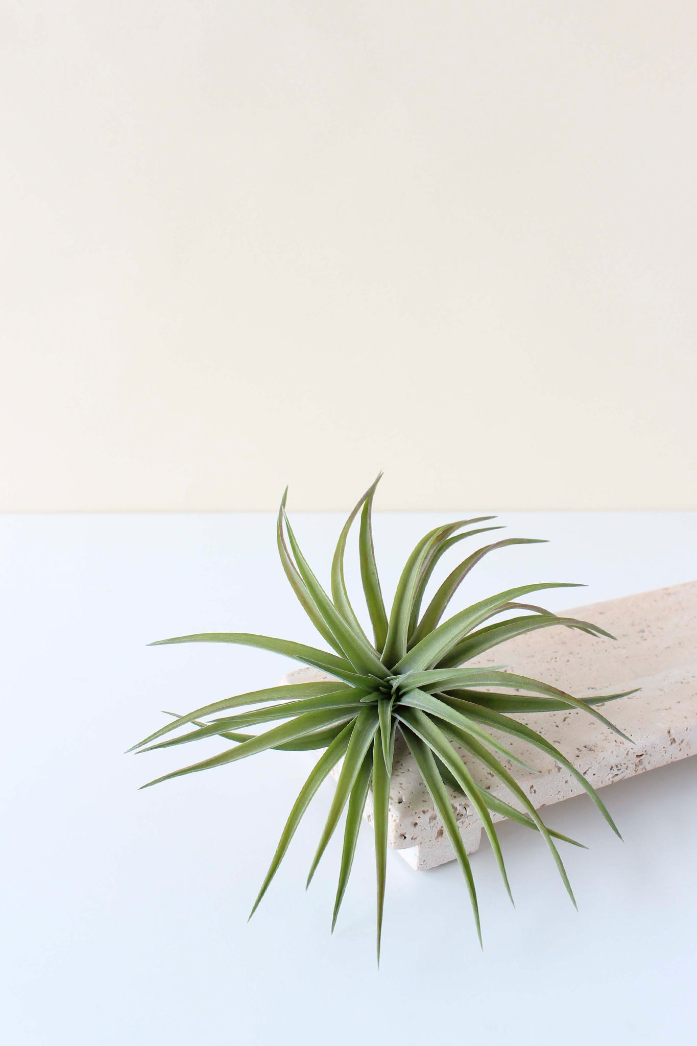 Live Air Plant — Velutina Tillandsia for Indoor Wall Planters, Hangers & Wall Display