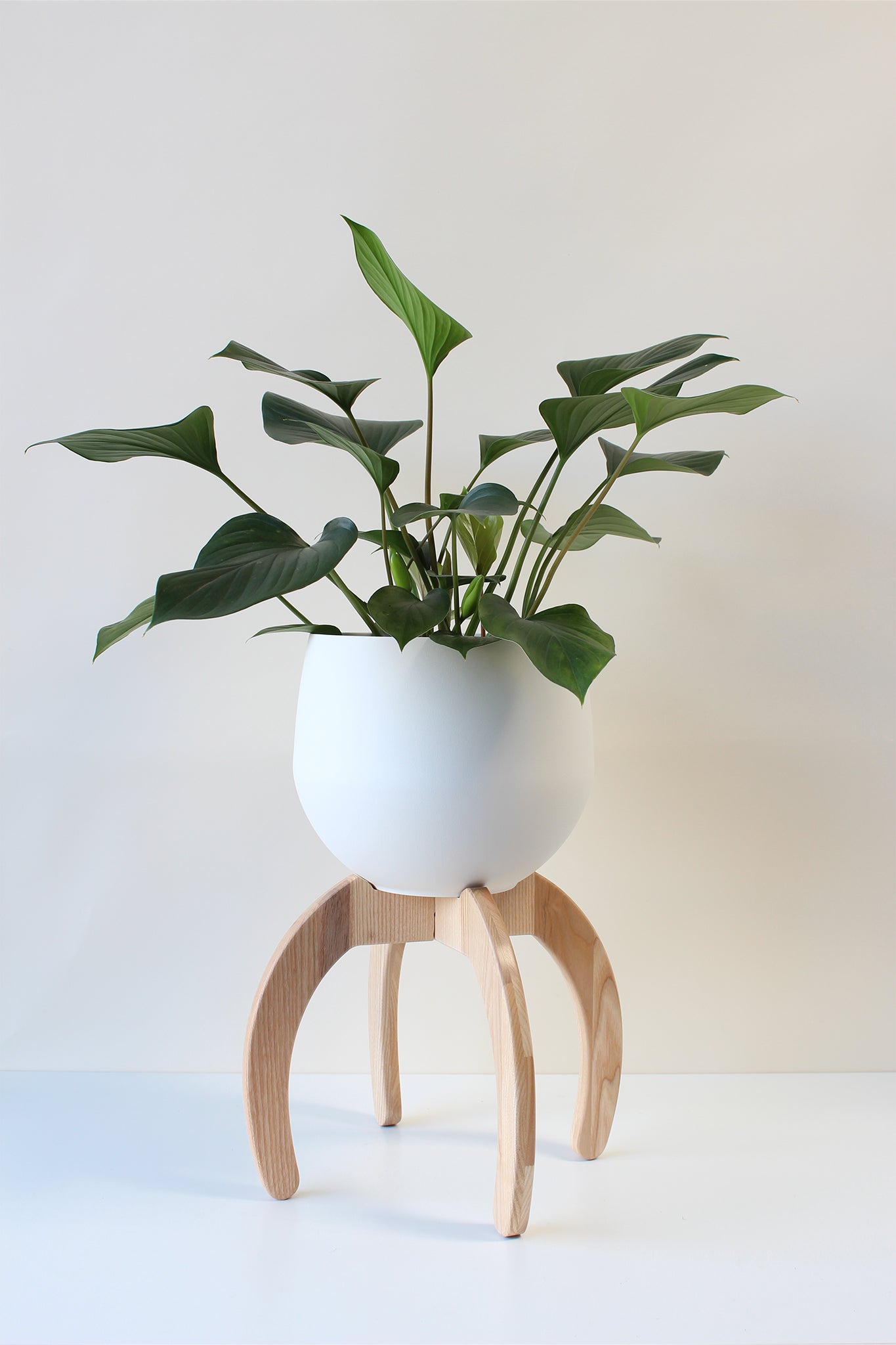 A white ash wood nested plant stand with a spun aluminum pot, displaying a green potted plant, placed on a white background.