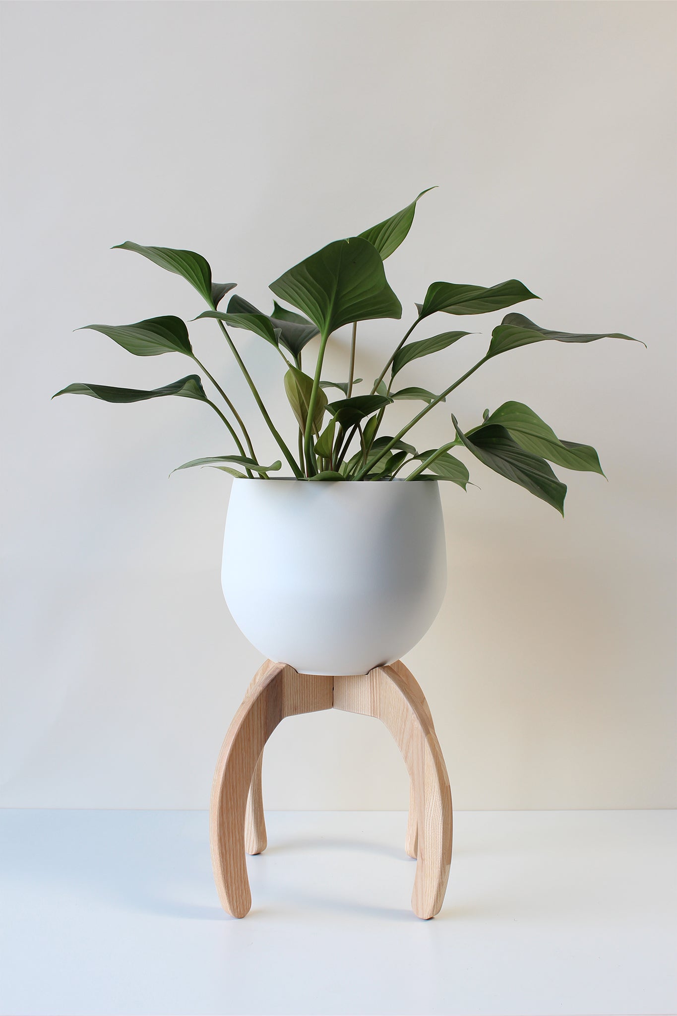 A white ash wood nested plant stand with a spun aluminum pot, with a green potted plant, placed on a white background.