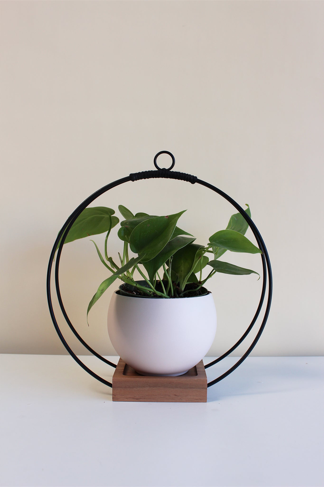 medium circular hanging planter with matte black rings, walnut wood base and blush aluminum pot