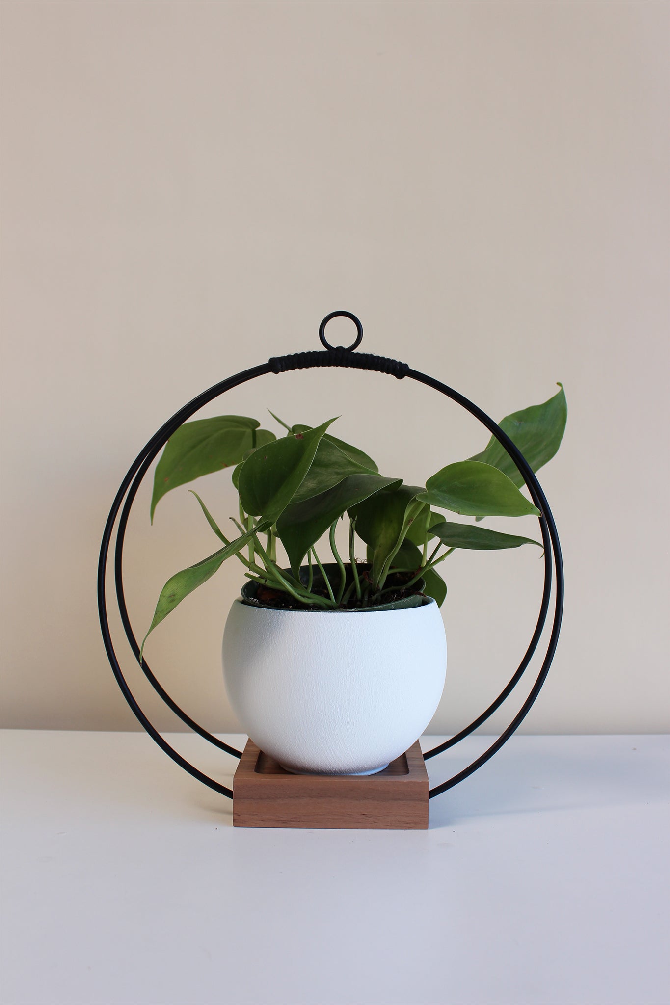 medium circular hanging planter with matte black rings, walnut wood base and white aluminum pot