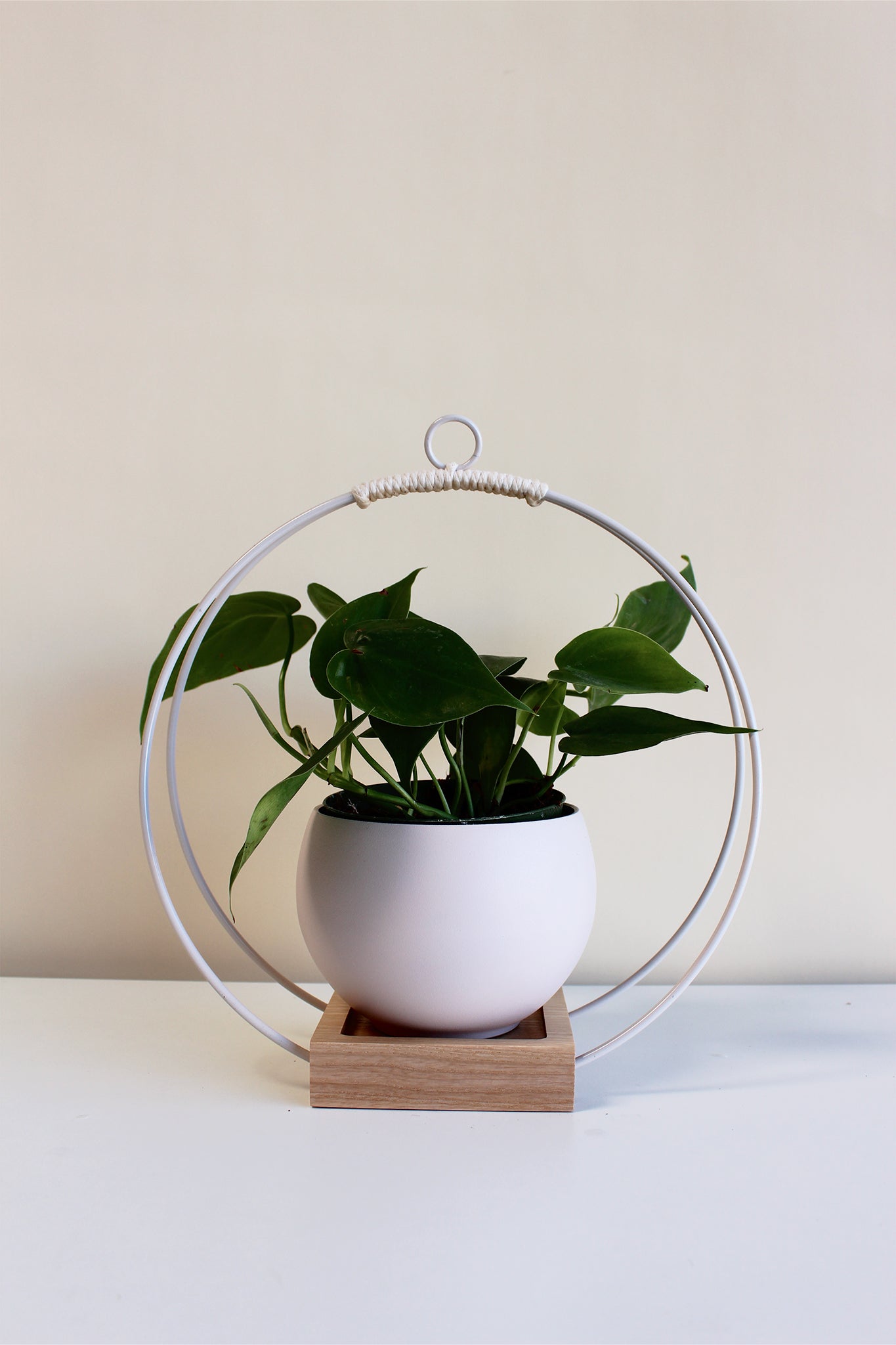 medium circular white hanging planter with blush pot for houseplants