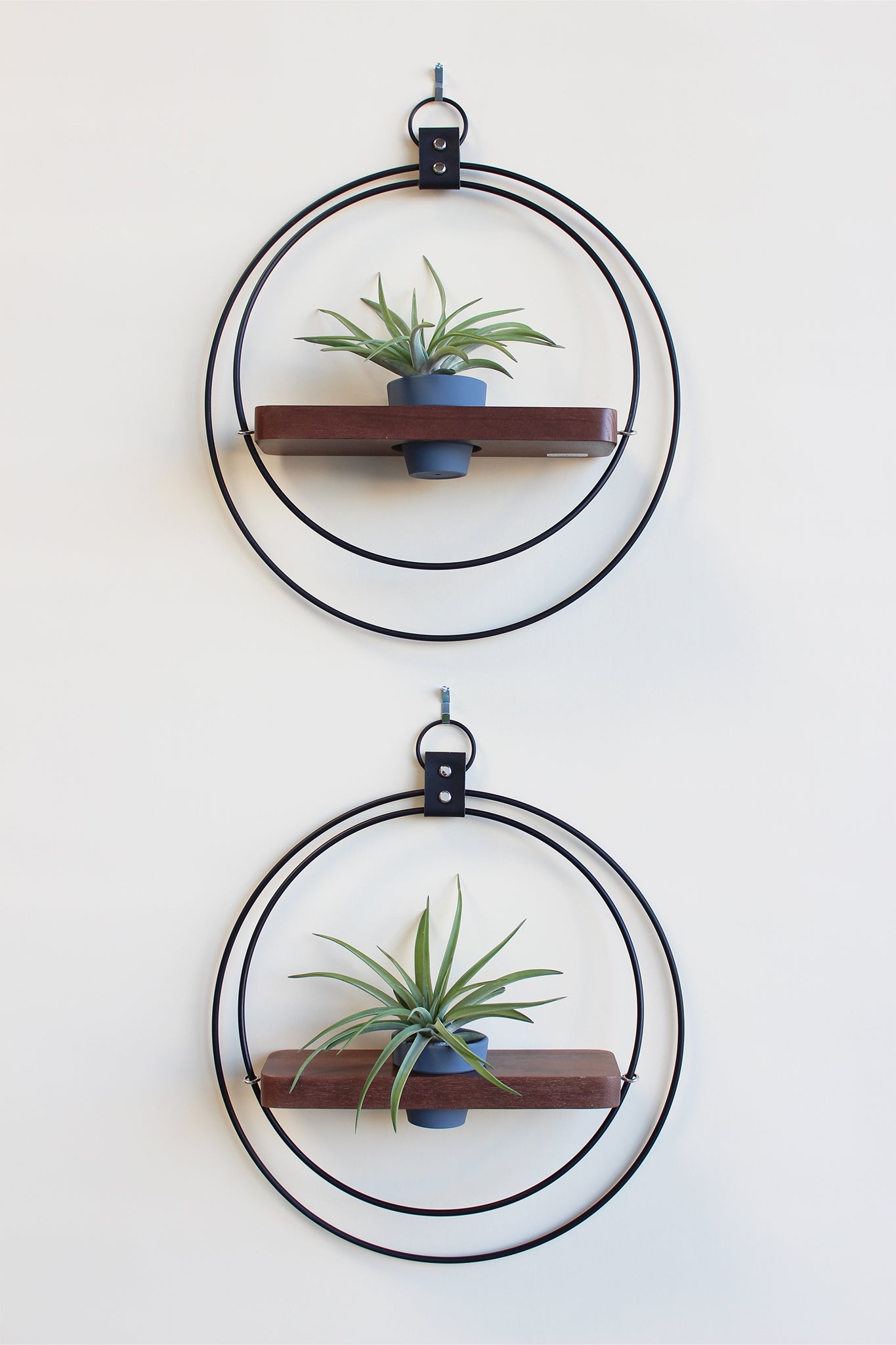 modern wall mounted matte black plant shelf and walnut wood for air plants