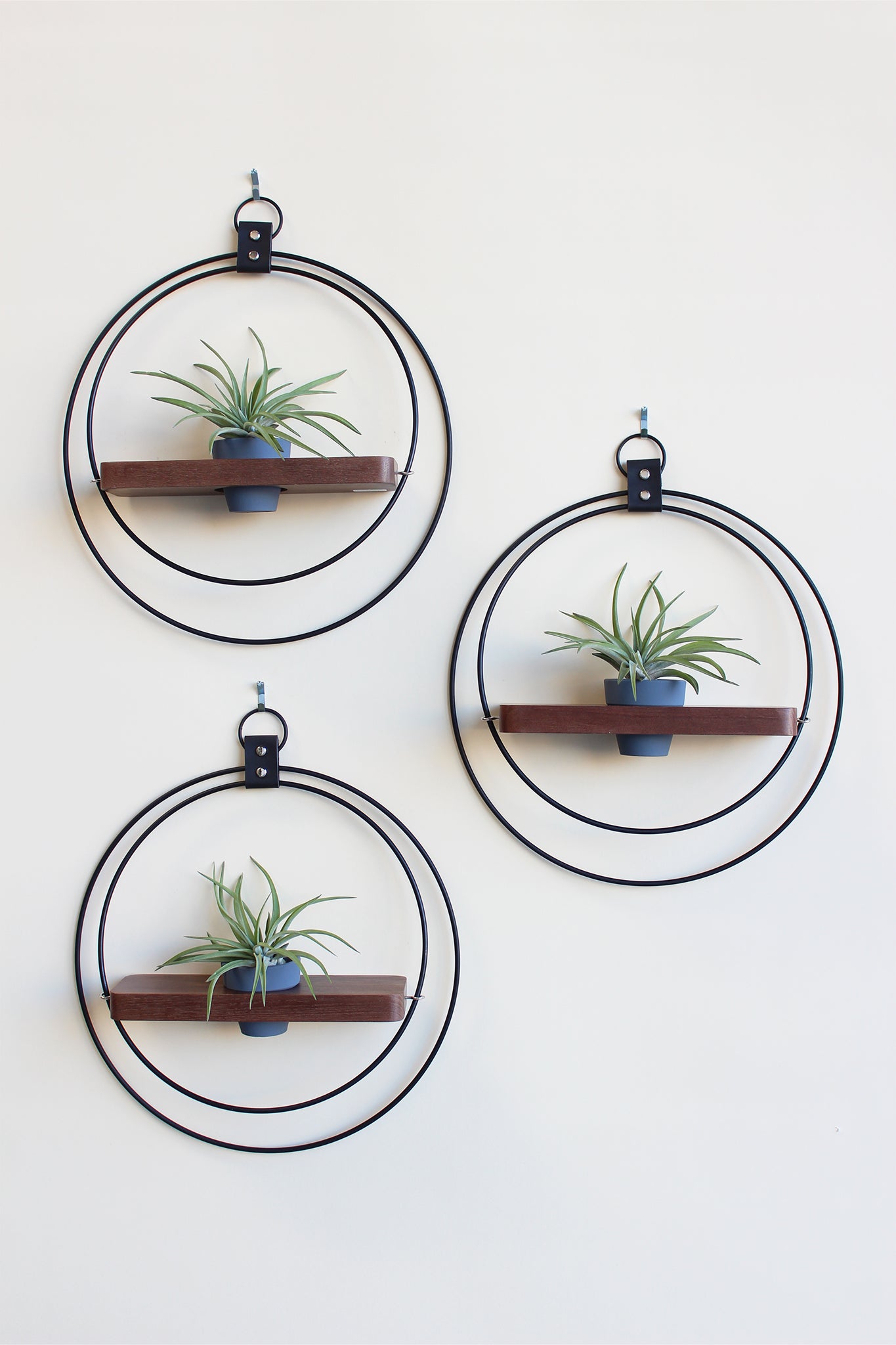 modern wall decor for air plants matte black circular wall mounted plant shelf walnut stained wood and mini charcoal pot