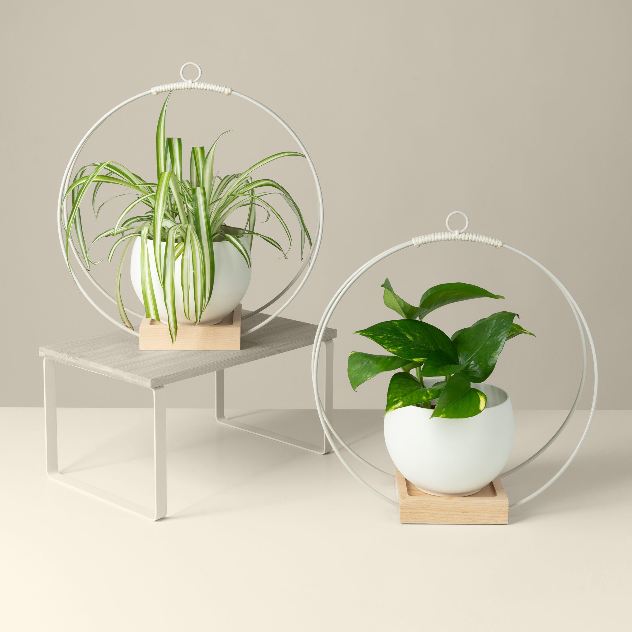 Classic Hanging Duo - Modern Plant Hangers by Braid & Wood Design