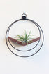 modern wall mounted large v shaped air plant hanger with matte black rings and dark wood v shelf