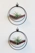 modern wall decor v hanging matte black plant shelf with walnut stained wood for air plants