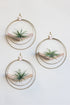 modern wall decor for air plants, large circular hanging planter with light wood v-shelf and gold rings