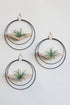 modern wall decor for air plants, large circular hanging planter with light wood v-shelf and matte black rings