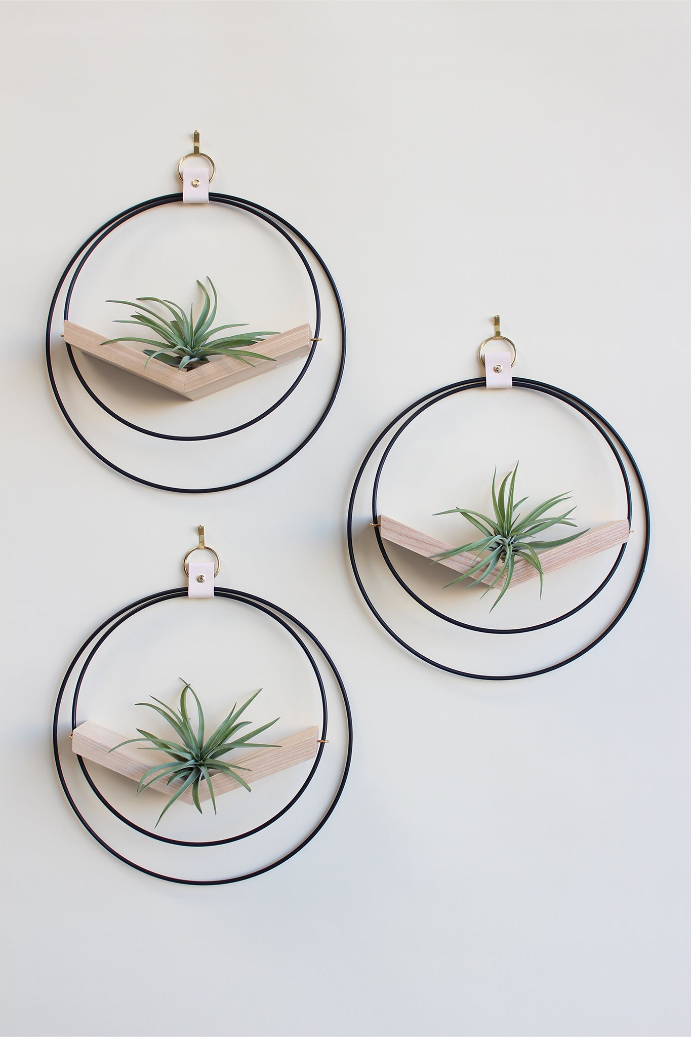 modern wall decor for air plants, large circular hanging planter with light wood v-shelf and matte black rings