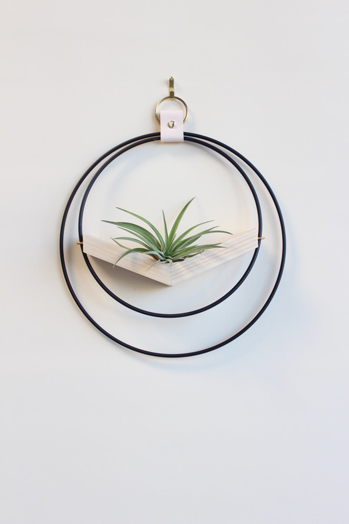 modern wall mounted small v shaped air plant hanger with matte black rings and light wood v shelf