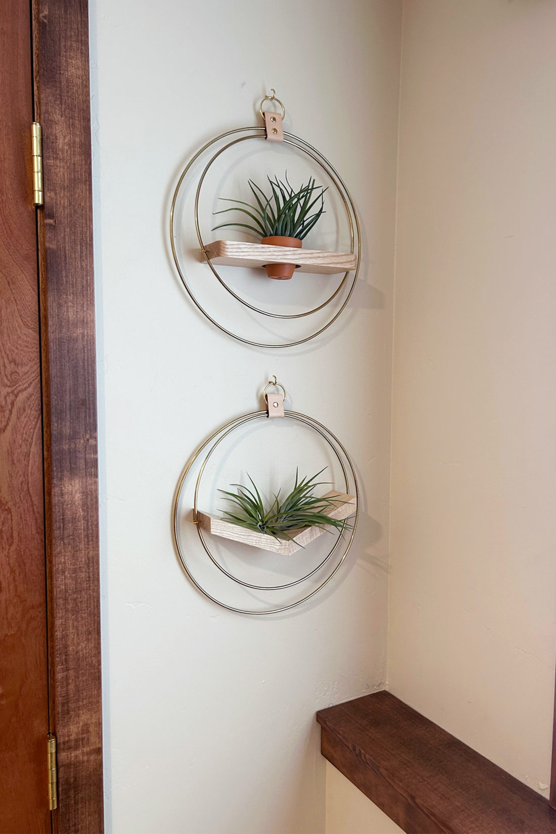 Two circular wall planters with plants on a white wall with dark wood accents.