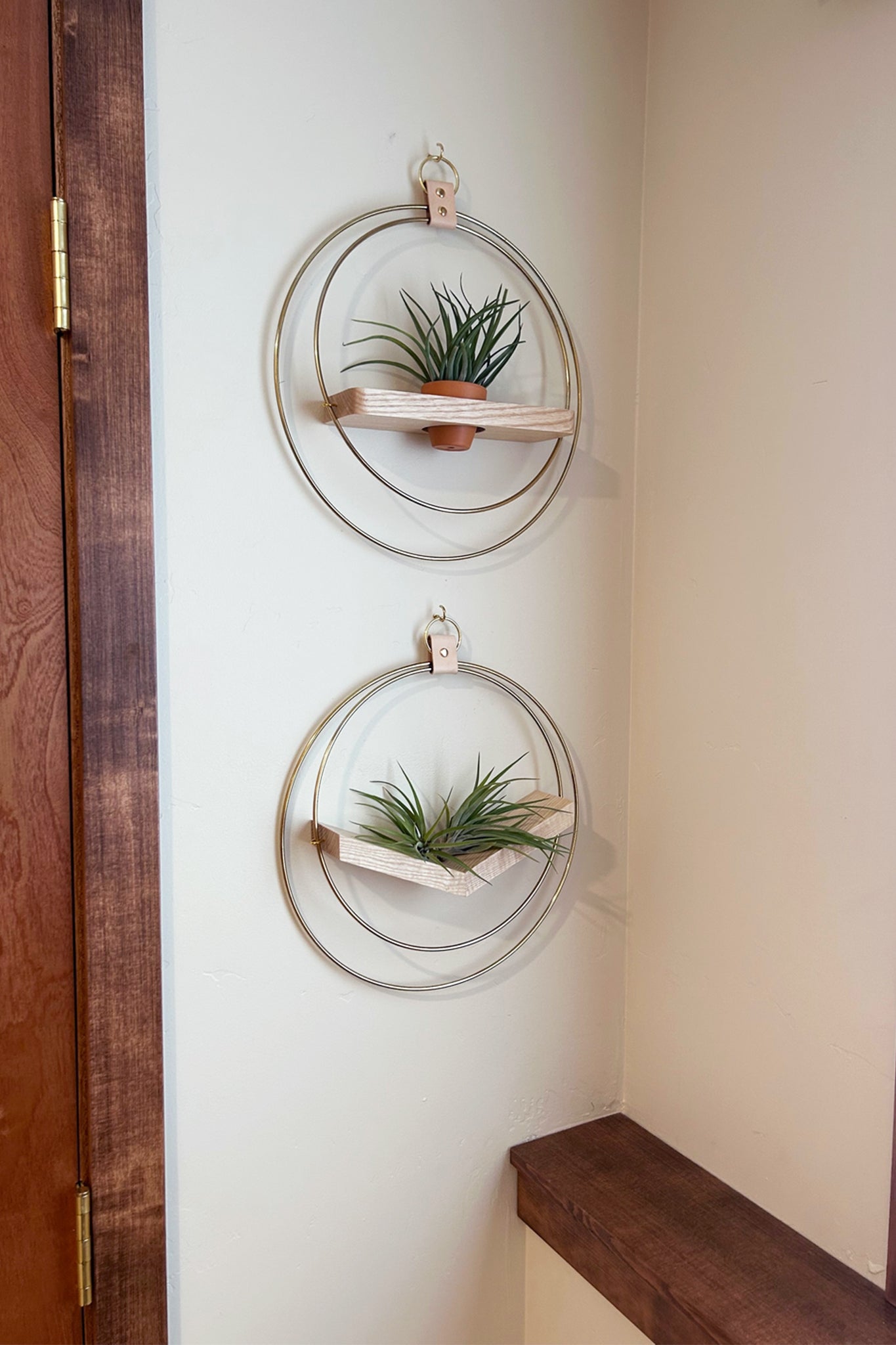Two circular wall planters with plants on a white wall with dark wood accents.