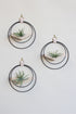 modern wall decor for air plants, small circular hanging planter with light wood v-shelf and matte black rings