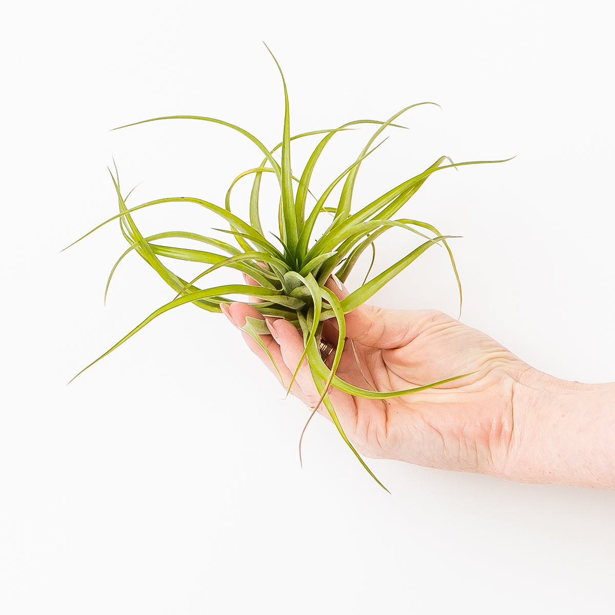 hand holding large velutina air plant