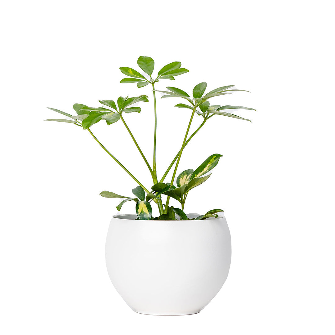 tabletop large aluminum white colored pot with plant
