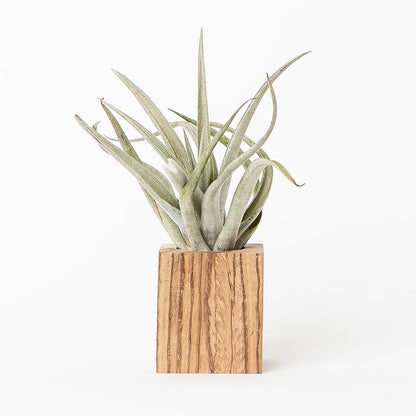 mini wood cube air plant holder with plant