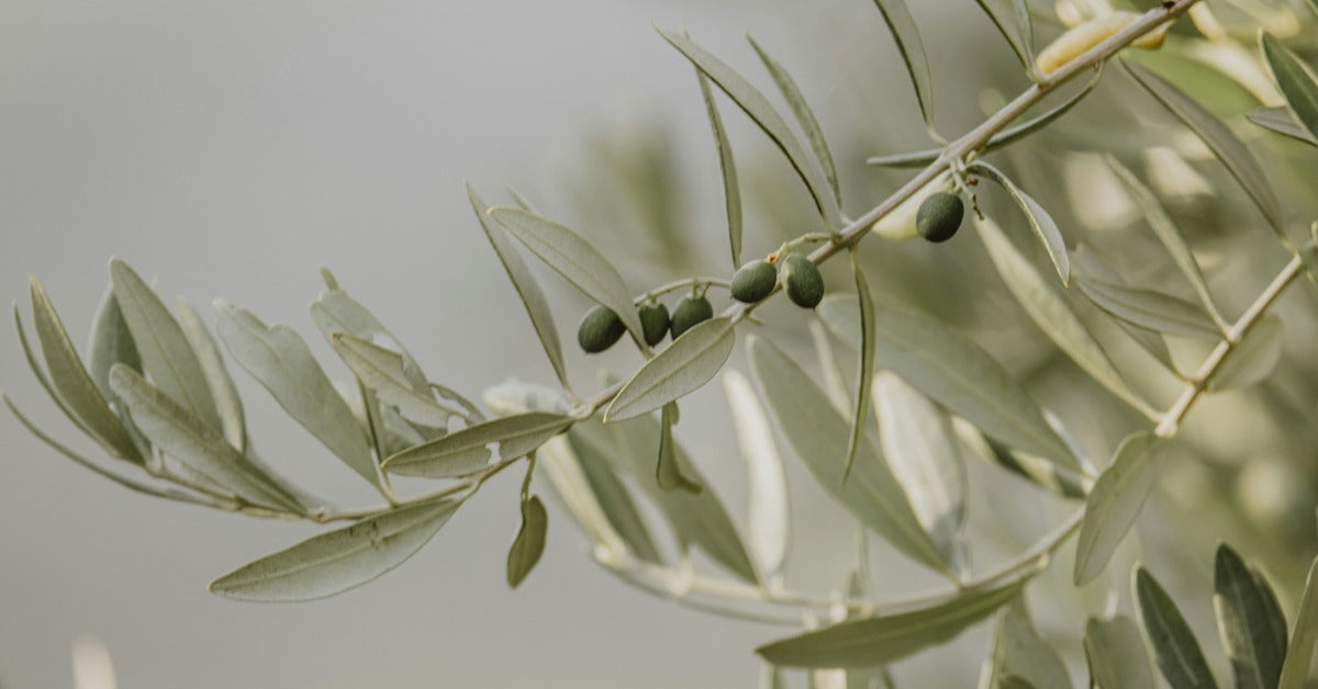 Close-up of a fruiting olive tree branch with silvery-green leaves and small green olives, set against a softly blurred, warm neutral background.