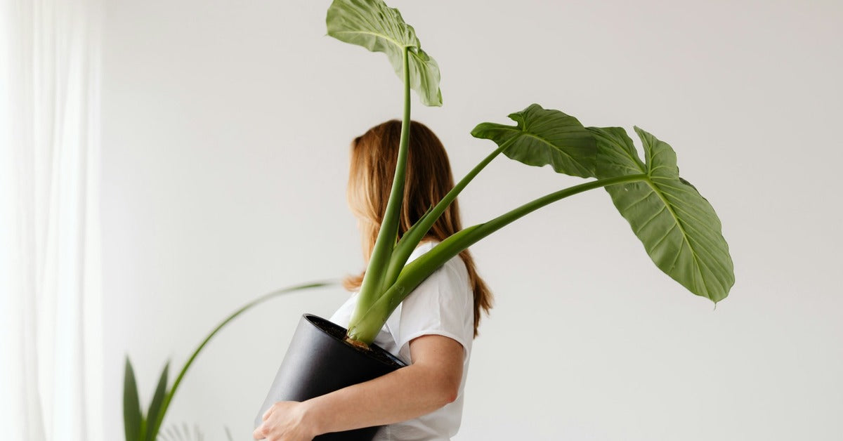 Person in a white t-shirt carrying a large alocasia houseplant in a dark pot with tall green stems and broad leaves against a bright white background with natural light