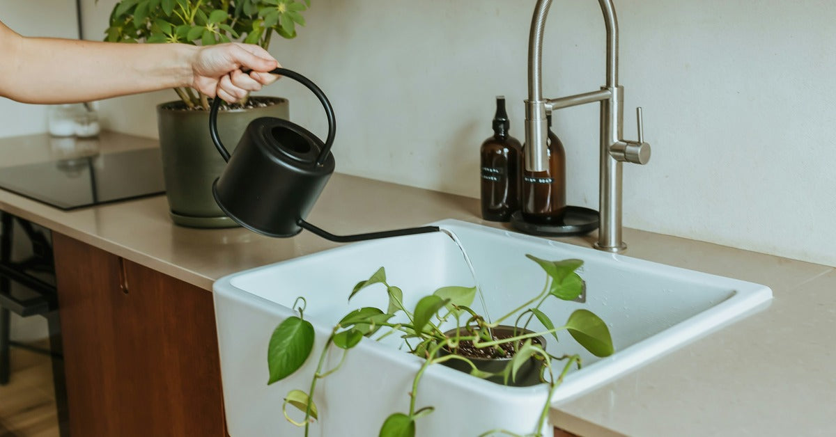 A hand pours a slow stream of water from a matte black watering can into a trailing pothos sitting in a white farmhouse sink